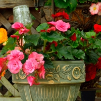 Beautiful Rose Basket