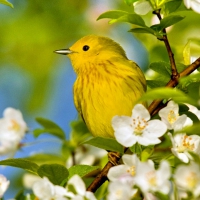 Bird in spring flowers