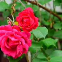 Red Macro Rose