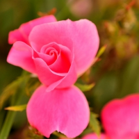 Gorgeous Pink Rose