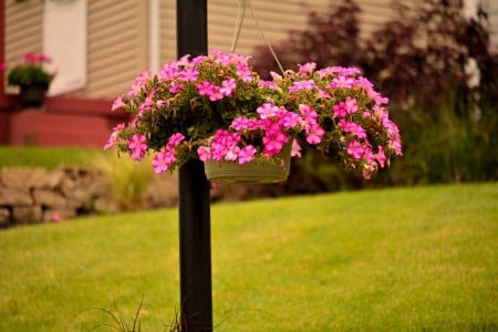 Hanging Flower Baskets - roses, flower basket, pretty flowers, hanging basket, Hanging Flower Baskets