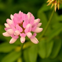 Pink and White Macro