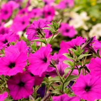 Vibrant Purple Flowers