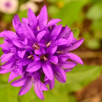 Macro Purple