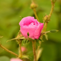 Pretty Pink Rose