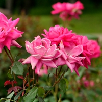 Pink Rose Bush