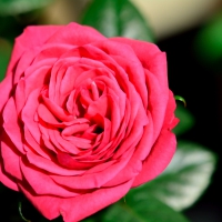 Macro Red Rose