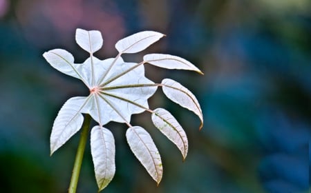 leaves - beautiful, flower, leave, nature