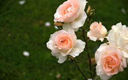 Roses - white, roses, pink, amazing