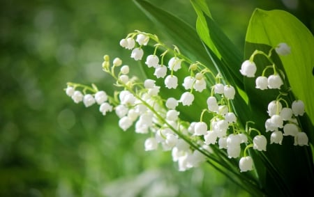 * LILIES * - LILIES, NATURE, SPRING, FLOWERS