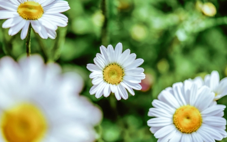 Daisies - white, nature, flowers, daisies