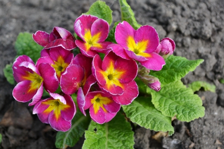 * * * - flowers, flower, pink, nature