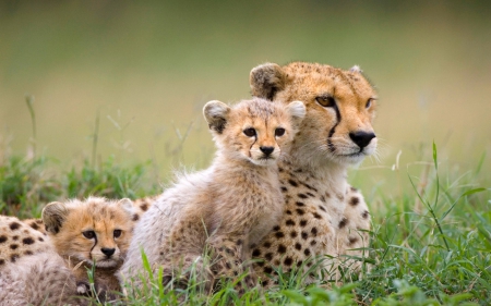 Cheetah and her Cubs - nature, savannah, africa, cheetah kittens