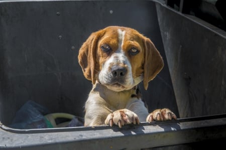 Beagle - animal, pretty, cute, animals, beautiful, sweet, puppy, puppys, dogs, lovely, dog