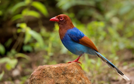 Bird - red, blue, orange, green, bird