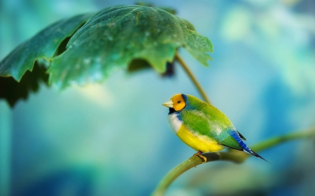 Bird - bird, yellow, branch, blue, green