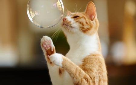 Catching bubbles - bubble, animal, ginger, funny, cute, orange, cat