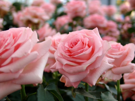 Pink Roses - pink roses, roses, petals, beautiful, flowers