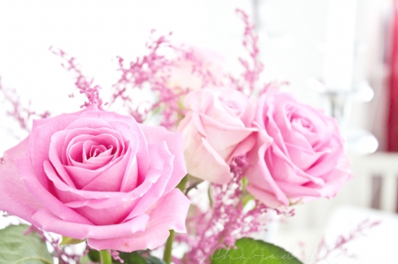 Beautiful Roses