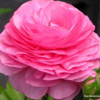 Persian Buttercup Pink Rose