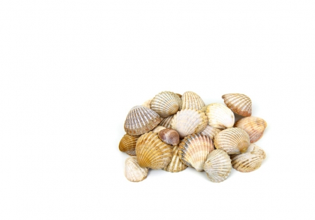 Shells - seashells, shell, shells, seashell