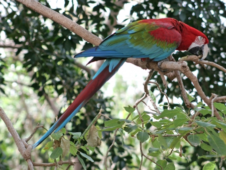 Beautiful Macaw - tree, bird, branch, macaw