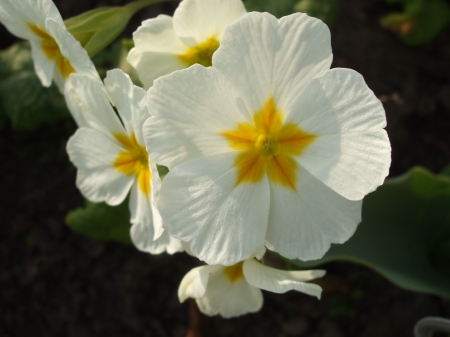 Pretty Flowers - nature, summer, closeup, flowers