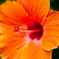 Orange Hibiscus