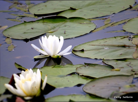 Lily Pads in Bloom on the Pond - water, pond, flower, petals, white, nature, lily pad, country, frog