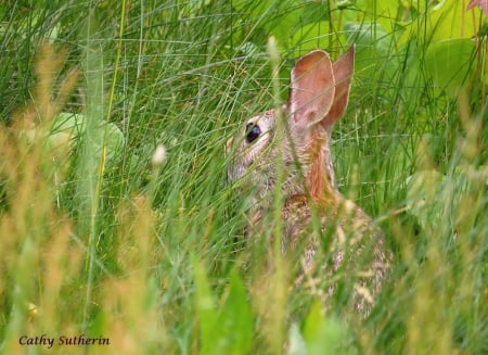 Sweet Rabbit Hiding - rabbit, animal, nature, grass, field, country