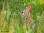 Sweet Rabbit Hiding