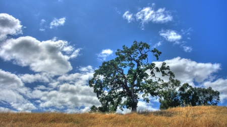 tree on a hilltop under beautiful sky hdr - hill, sky clouds, tree, hdr, grass