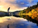 beautiful trout leaping in a lake