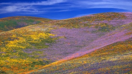 gorgeous colorful wildflowers on hillsides - sky, flower, hills, wild, colors