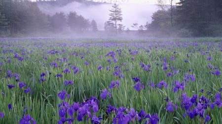 field of purple flowers on a foggy mornung