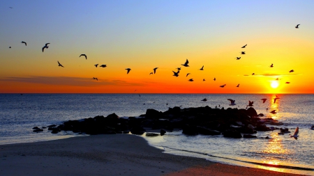 birds flying over rocky shore in gorgeous sunset - horizon, shore, sunset, sea, rocks, birds