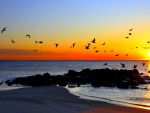 birds flying over rocky shore in gorgeous sunset