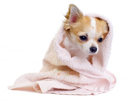 Cute Princess♥ - cute, dog, beauty, adorable, towel, pink