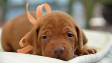 King Of Cuteness - ribbon, bow, puppy, cuteness, adorable