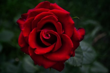 Red Velvet - close up, passion, bud, rose, red velvet, macro, red, flowers, garden, red rose, flower