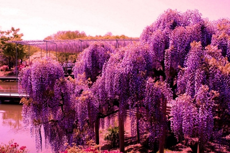 Wisteria Garden - blossoms, purple, pond, water, reflection, tree, park