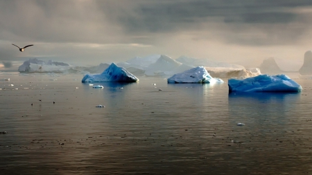 bird flying over icebergs in northern sea - ice, bergs, sea, mist, bird