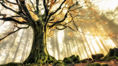 moss covered tree in a mythical forest hdr - autumn, moss, large, nature, forest, fog, tree, hdr, sun ray