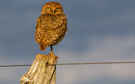 Whoooo wants a Staring Match - owl, animals, fence, eyes