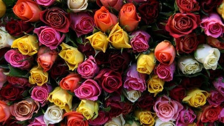 Roses - happy colors, roses, flowers, amazing