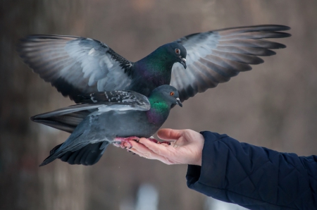 Pigeon feeding