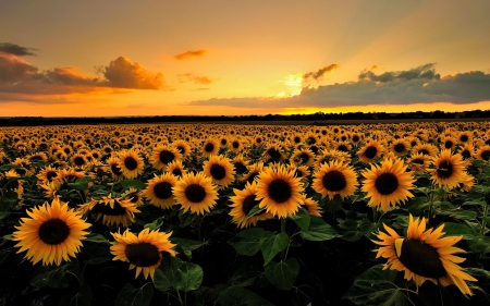 Sunflower field - flower, sunset, sunflower, nature