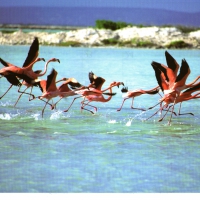 Flamingos