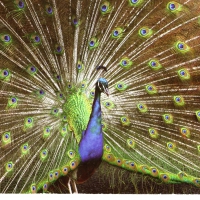 Peacock