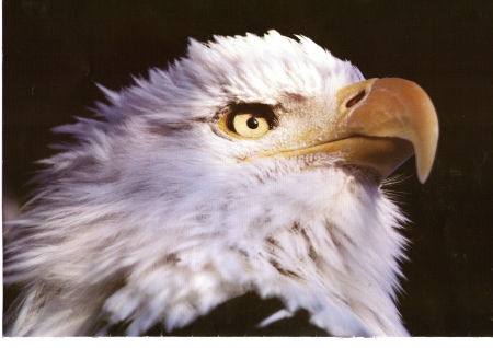 Majestic - white head, eagle, feathers, flies, brown body